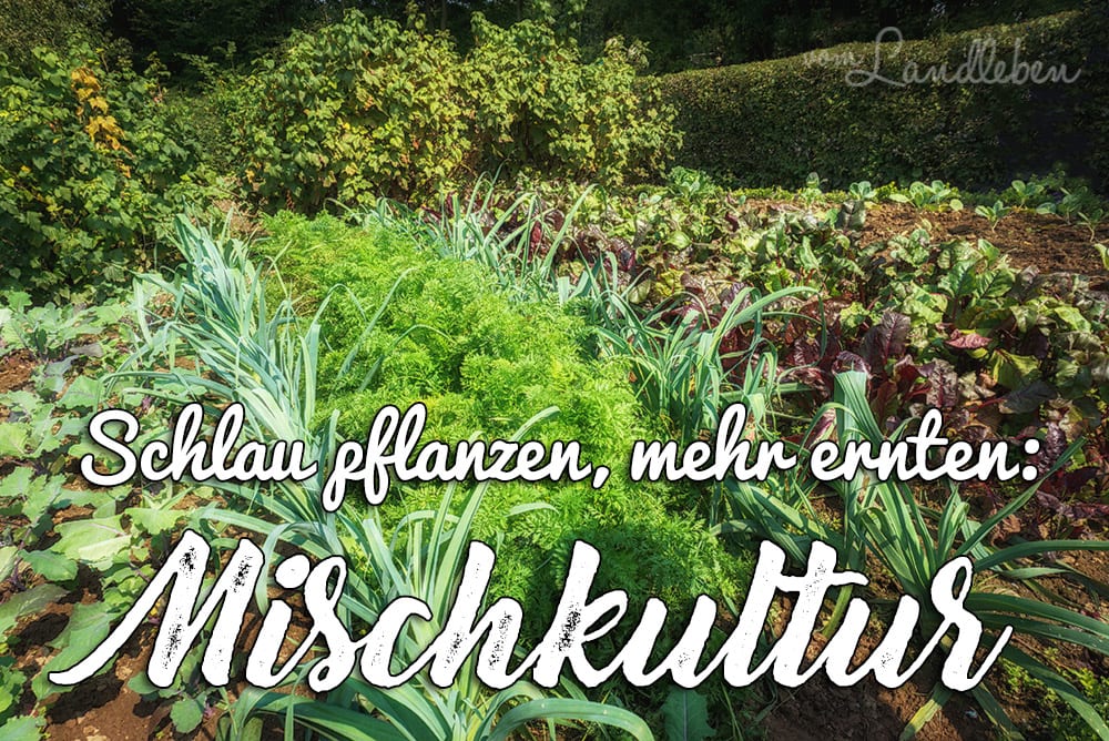 Mischkultur im Gemüsebeet