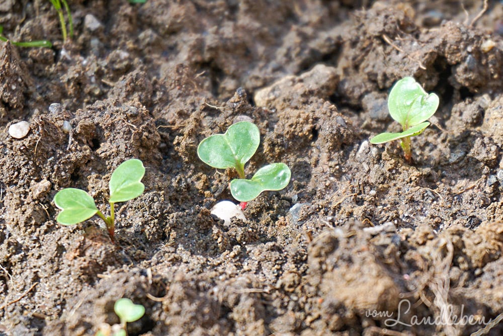 Radieschen im April 2018
