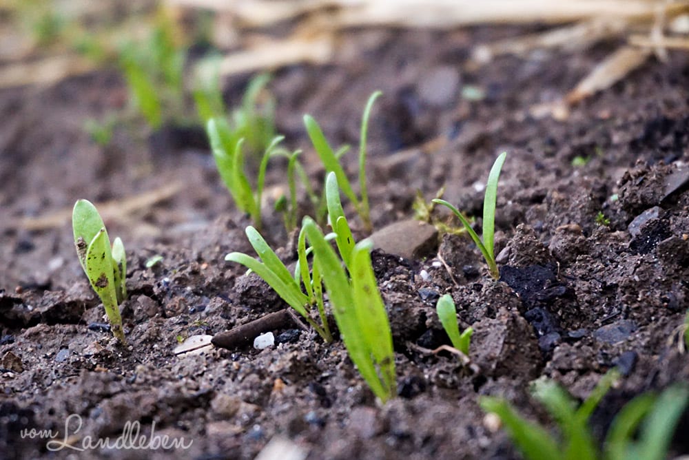 Spinat – April 2018