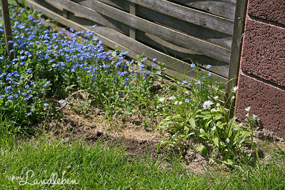 Vergissmeinnicht und Bärlauch im April 2018