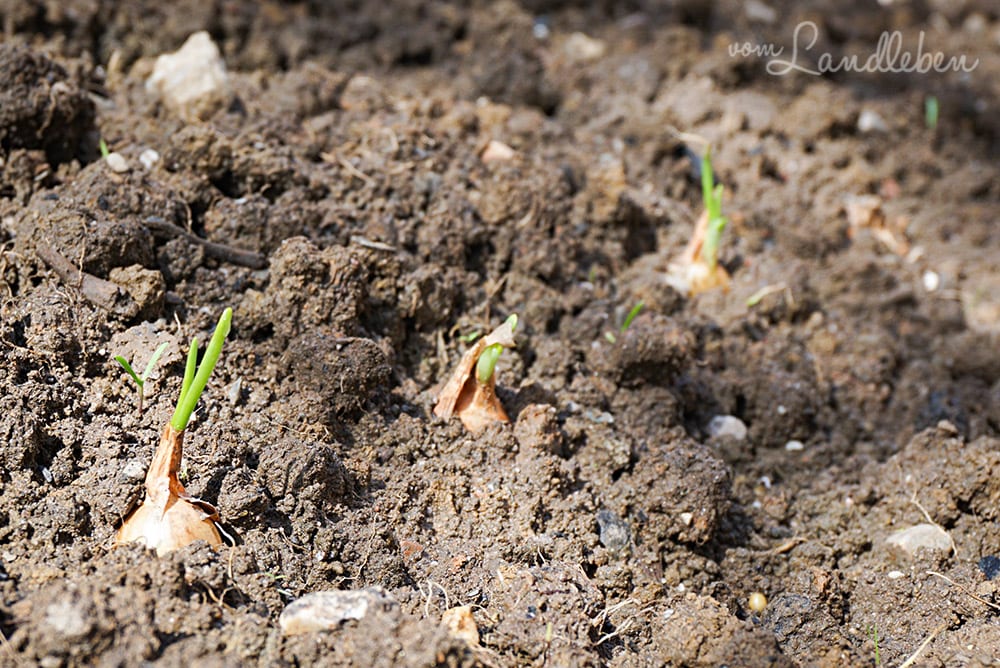 Zwiebeln im April 2018