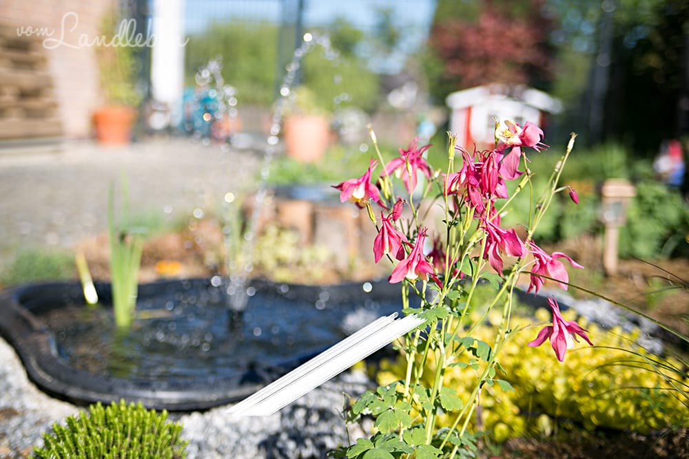 Akelei am Teich – Mai 2018