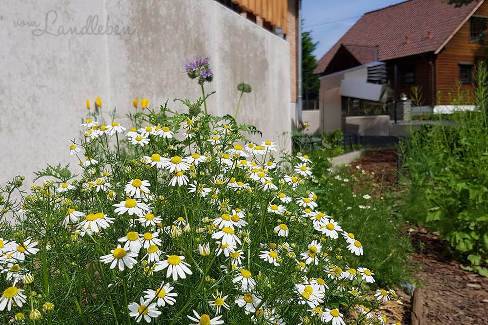 Echte Kamille – Mai 2018