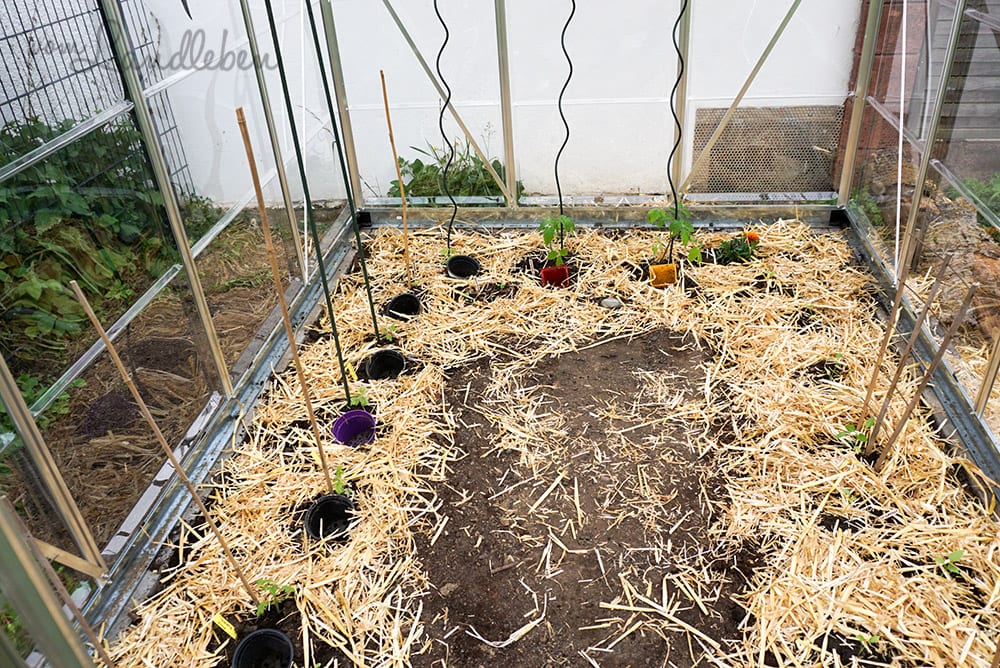 Gewächshaus bepflanzen