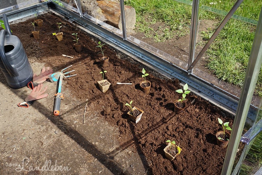 Gewächshaus bepflanzen