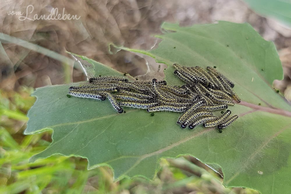 Kohlweißling-Raupen auf Rotkohl