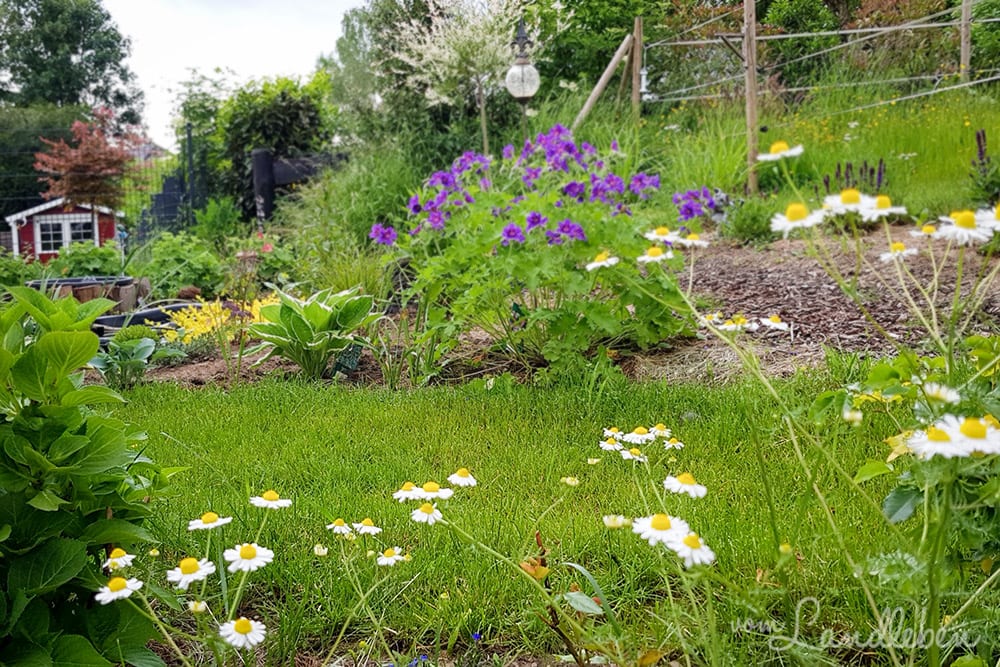 Mittelgarten im Mai 2018