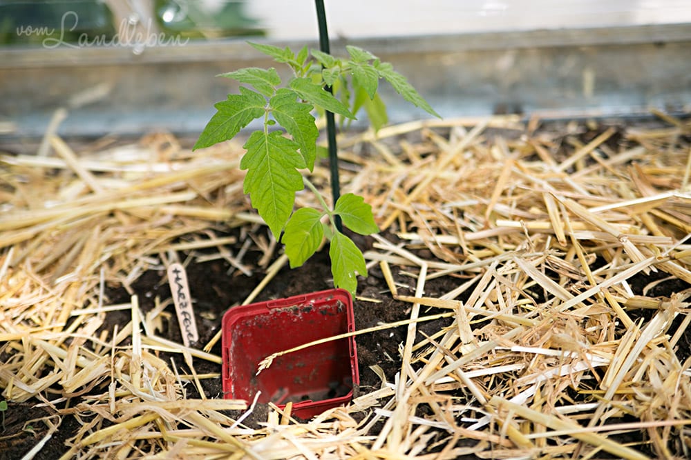 Frisch gepflanzte Tomate im Gewächshaus