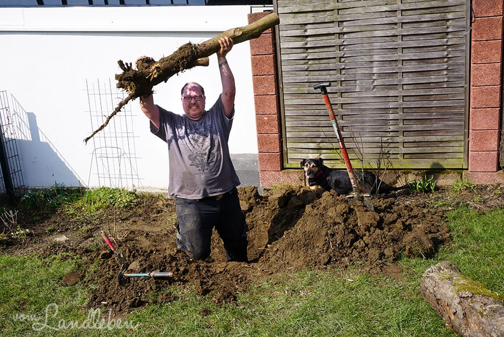 Wurzel ausgraben