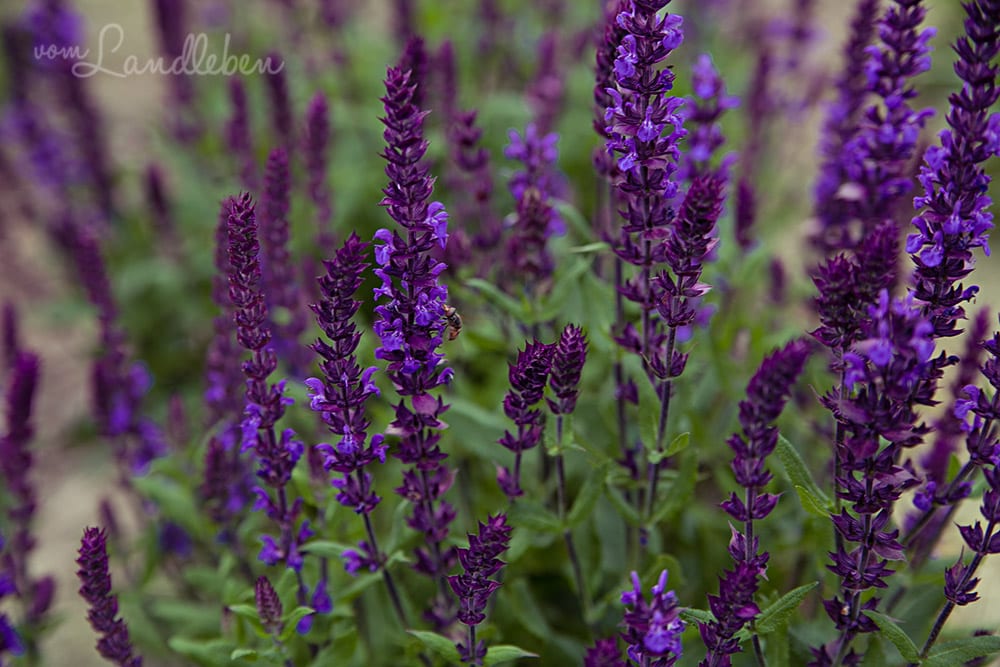 Ziersalbei – Mai 2018