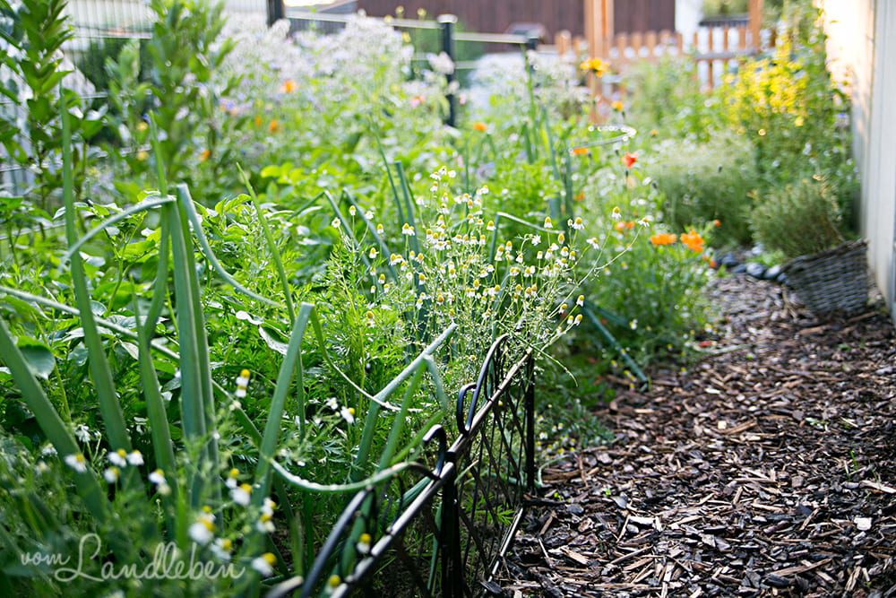 Gemüsegarten im Juni 2018