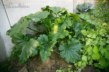 Zucchini anbauen