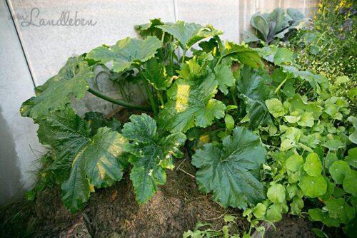Zucchini anbauen