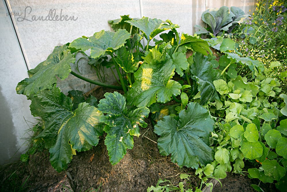Zucchini anbauen