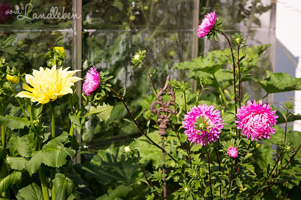 Dahlien und Astern