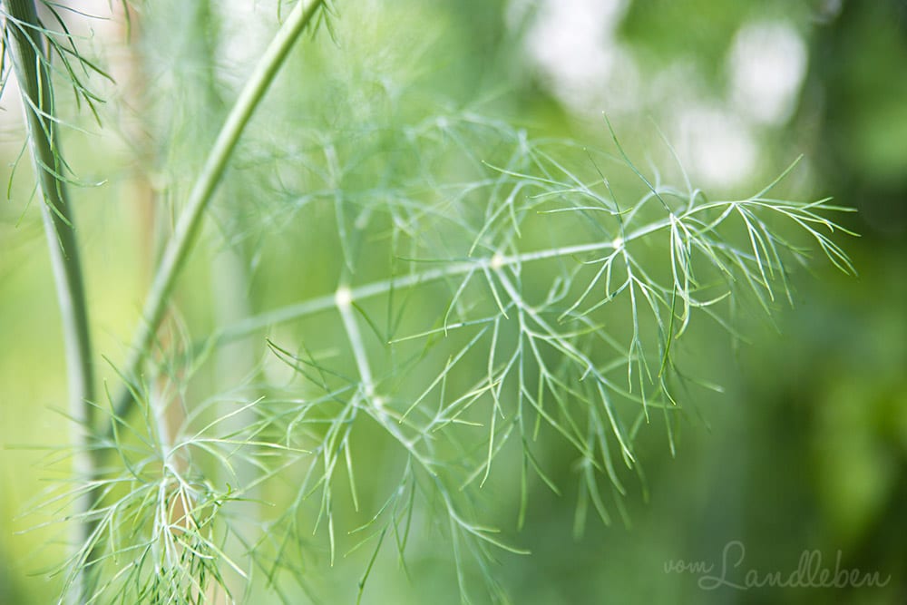 Dill im Gewächshaus