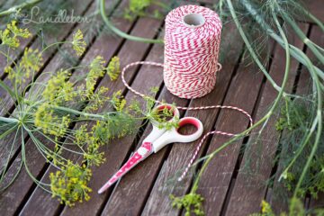 Dill trocknen - Kräutersträußchen binden