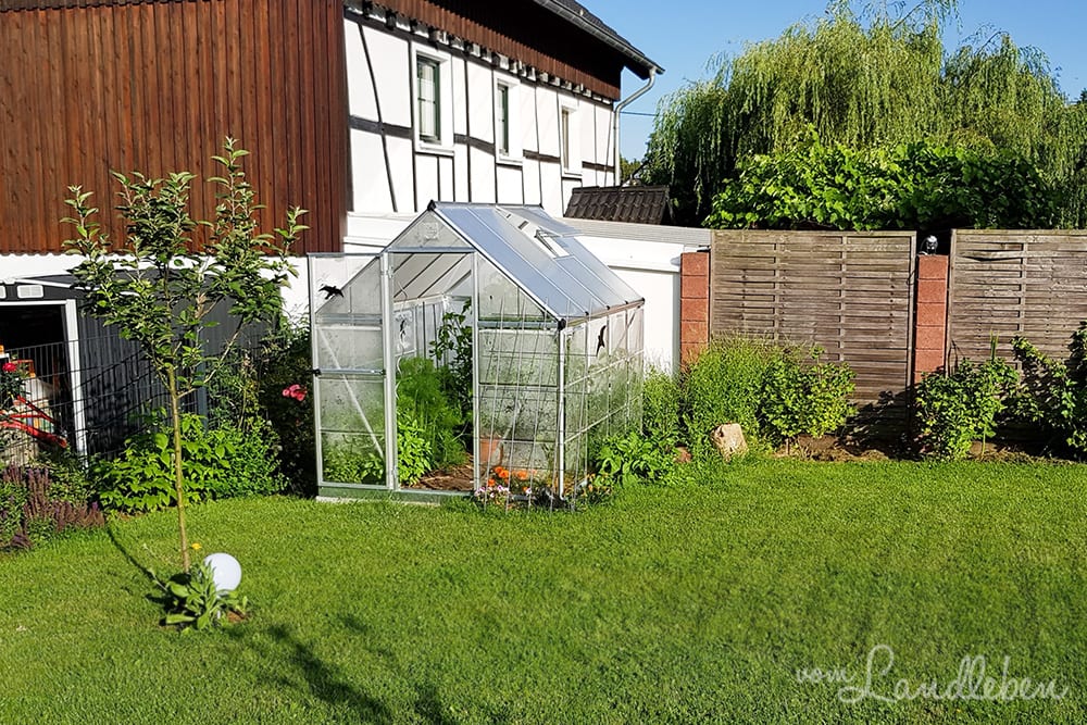 Gewächshaus im Juni 2018