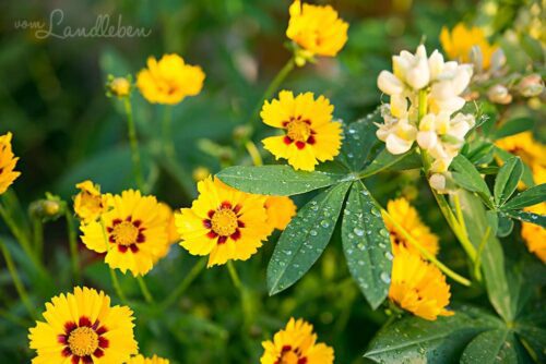 Mädchenauge und Lupinen