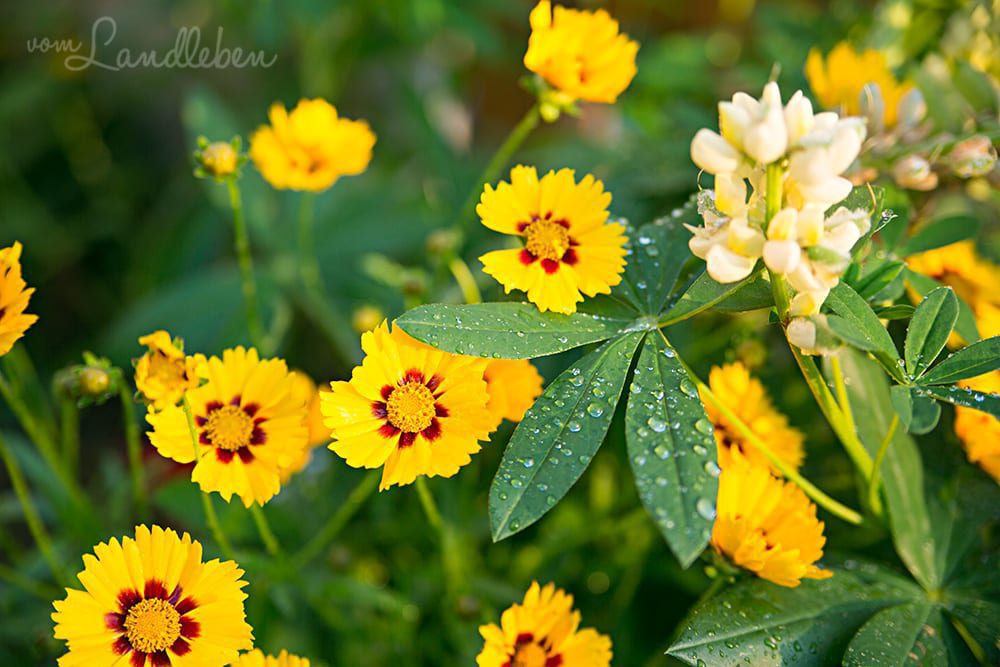 Mädchenauge & Lupinen