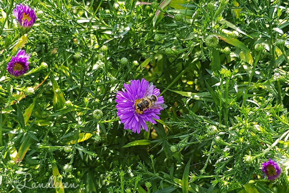Biene auf einer Aster