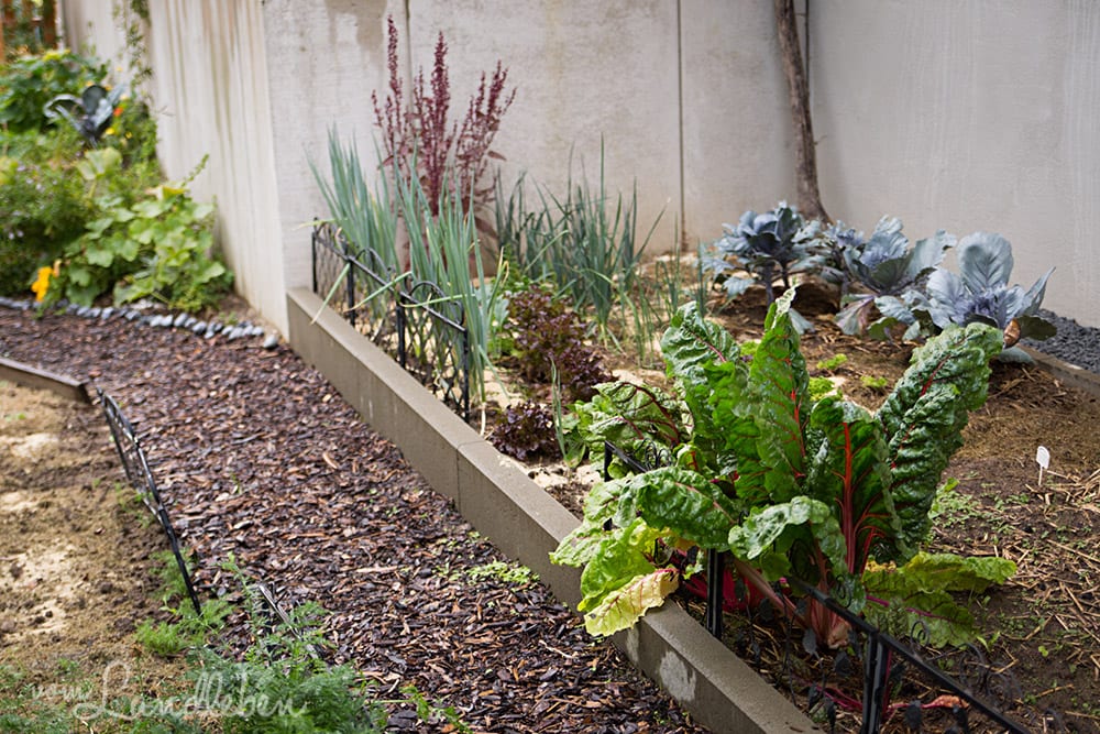Gemüsegarten im August 2018