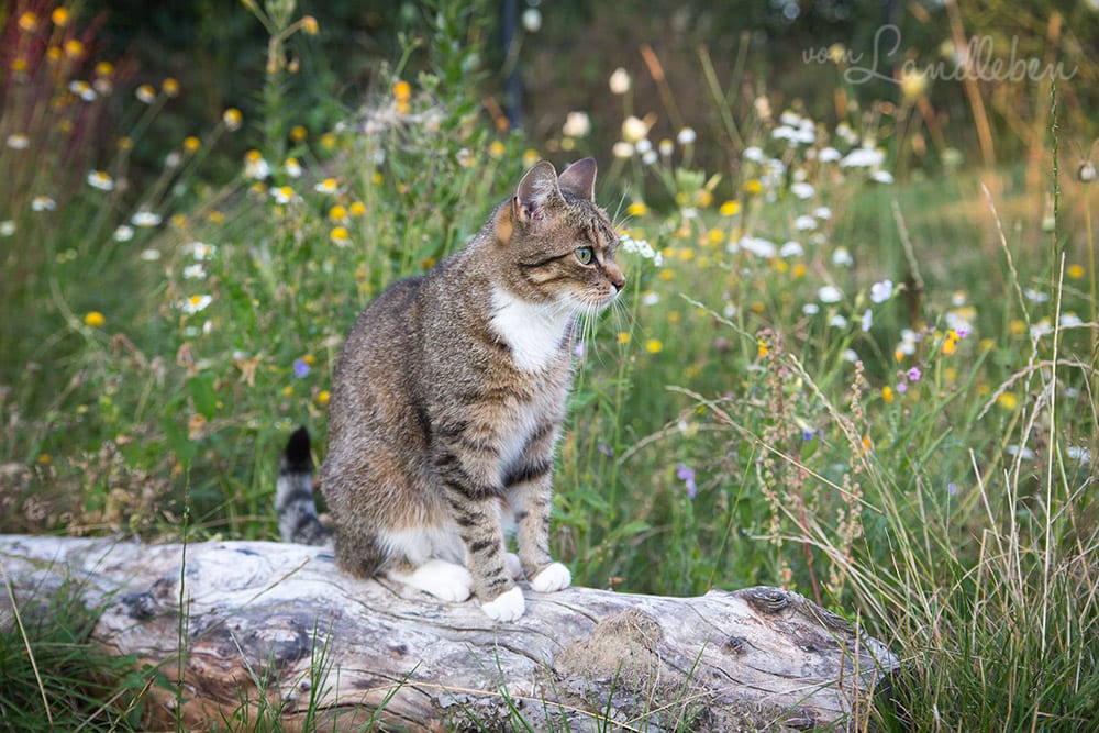 Unsere Katze im Garten