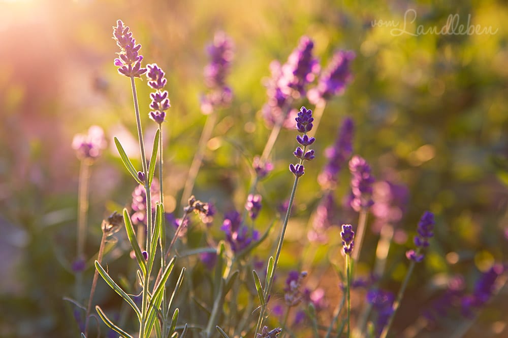 Lavendel
