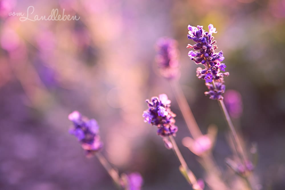 Lavendel