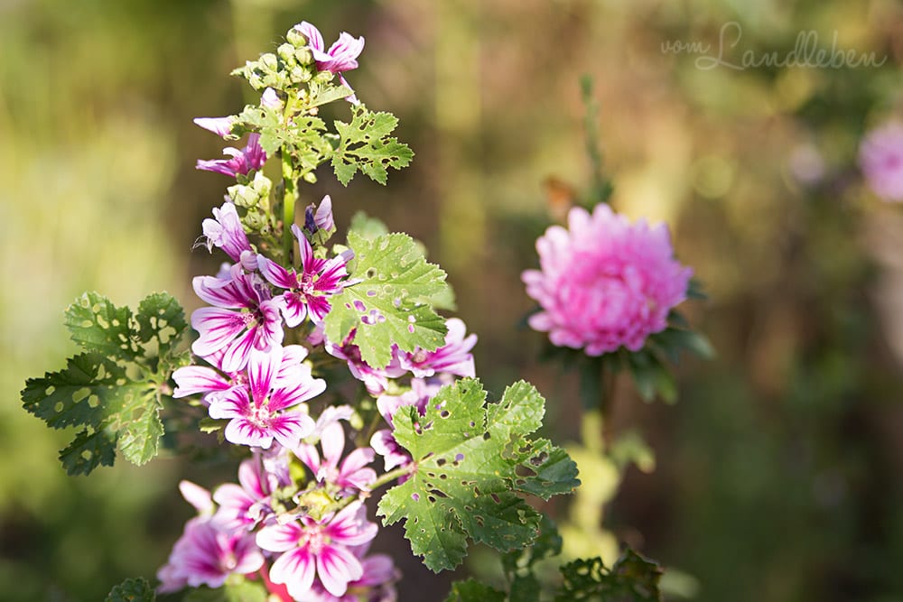 Malve und Sommeraster