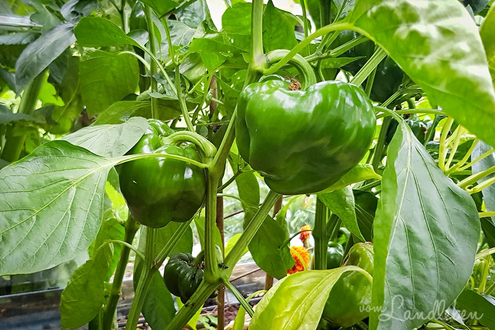 Paprika Sweetgreen