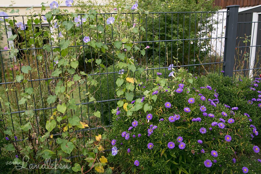 Prunkwinde und Astern