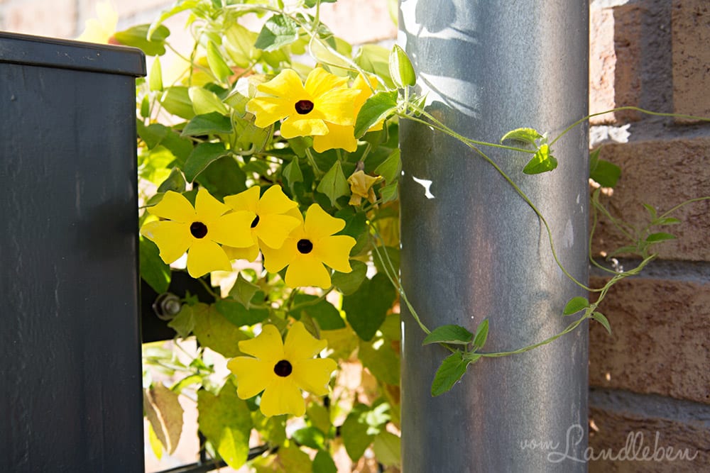 Schwarzäugige Susanne