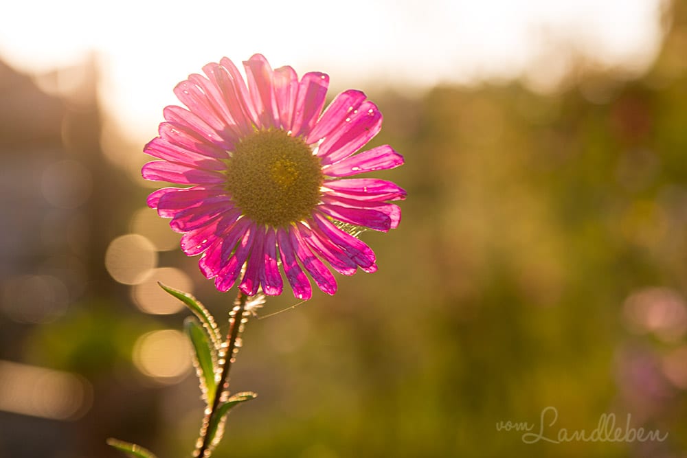 Sommeraster