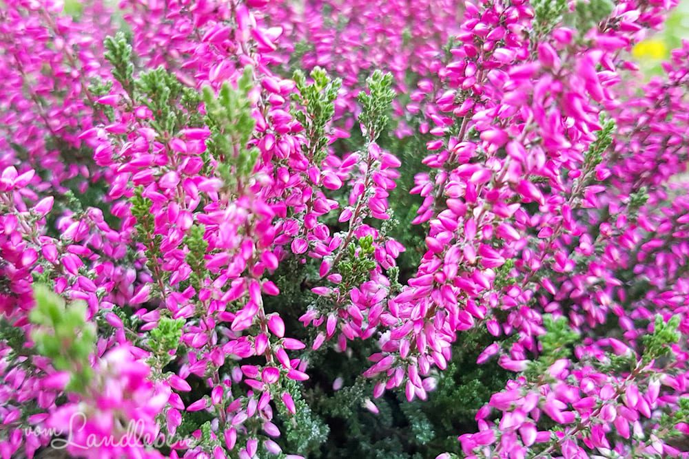 Sommerheide