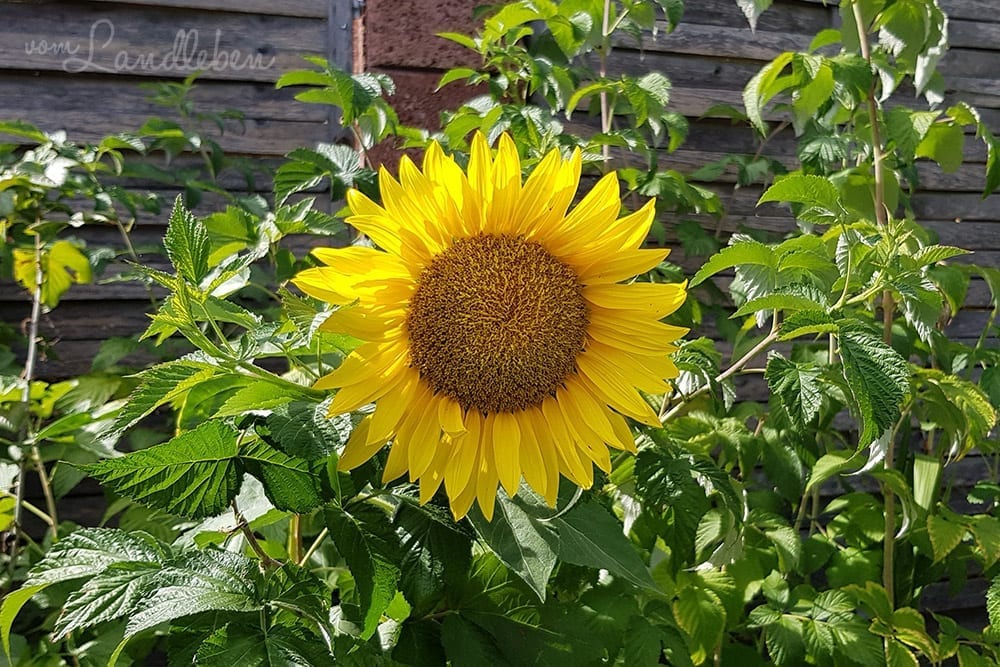 Sonnenblume