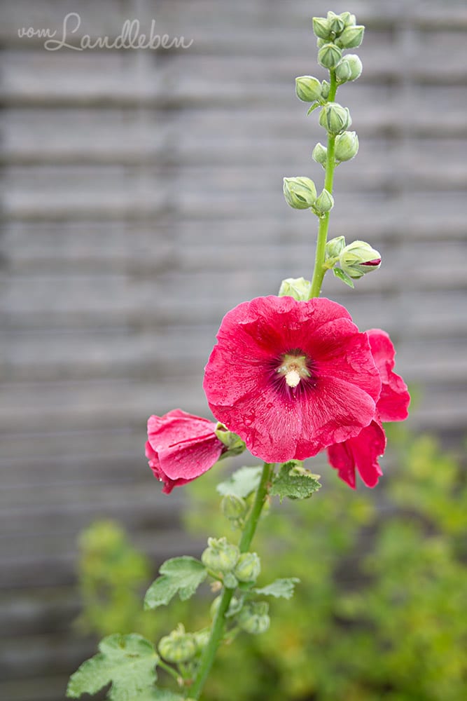Stockrose