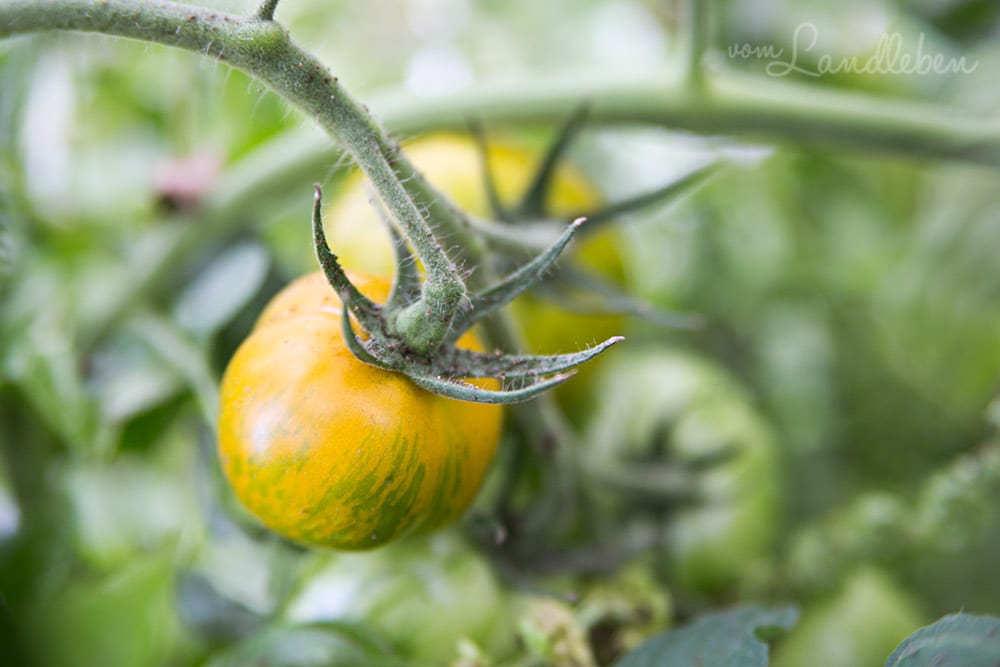 Tomate Green Zebra