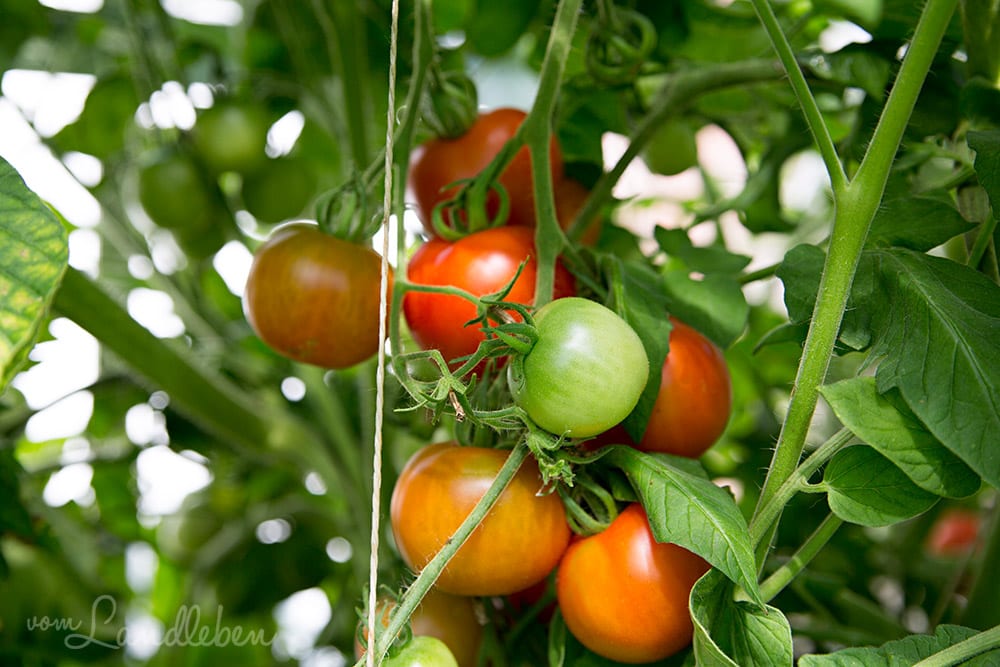 Tomaten-Ernte 2018