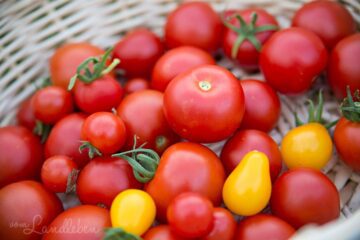 Tomatenernte 2018