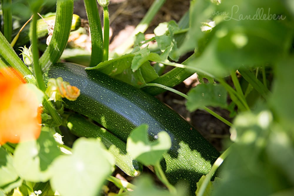 Zucchini im Garten anbauen
