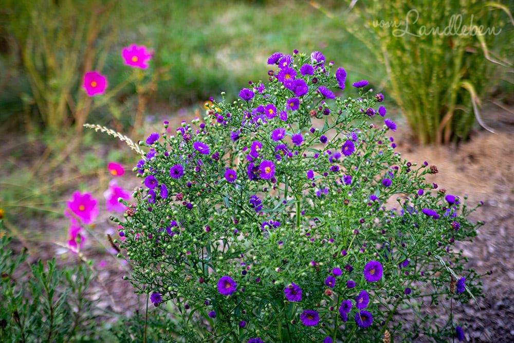 Astern und Cosmea im September 2018