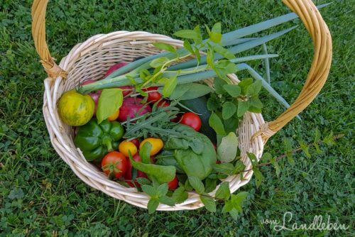 Eigene Ernte im Nutzgarten