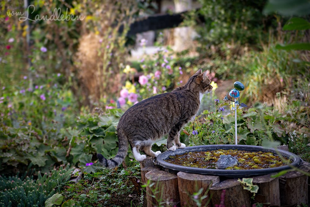 Juli im Mittelgarten - September 2018