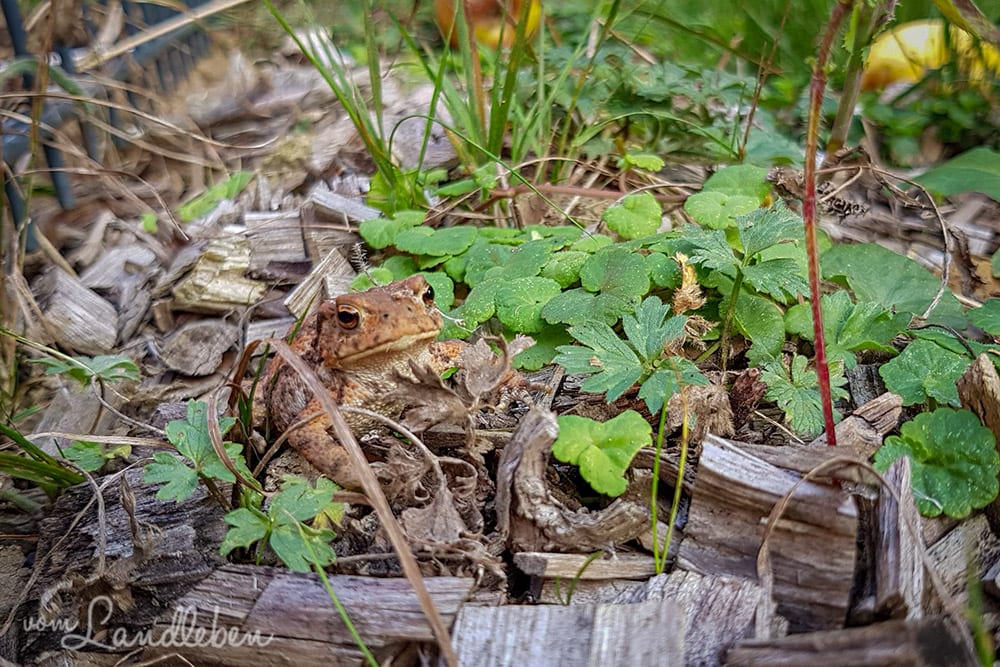 Eine Kröte im Garten