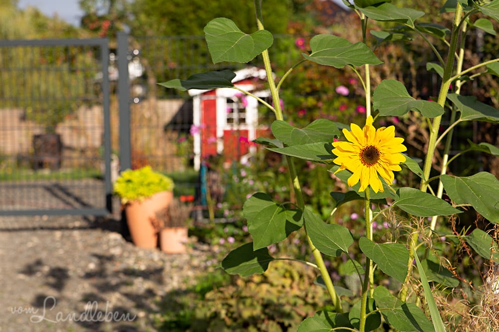 Sonnenblume im September 2018