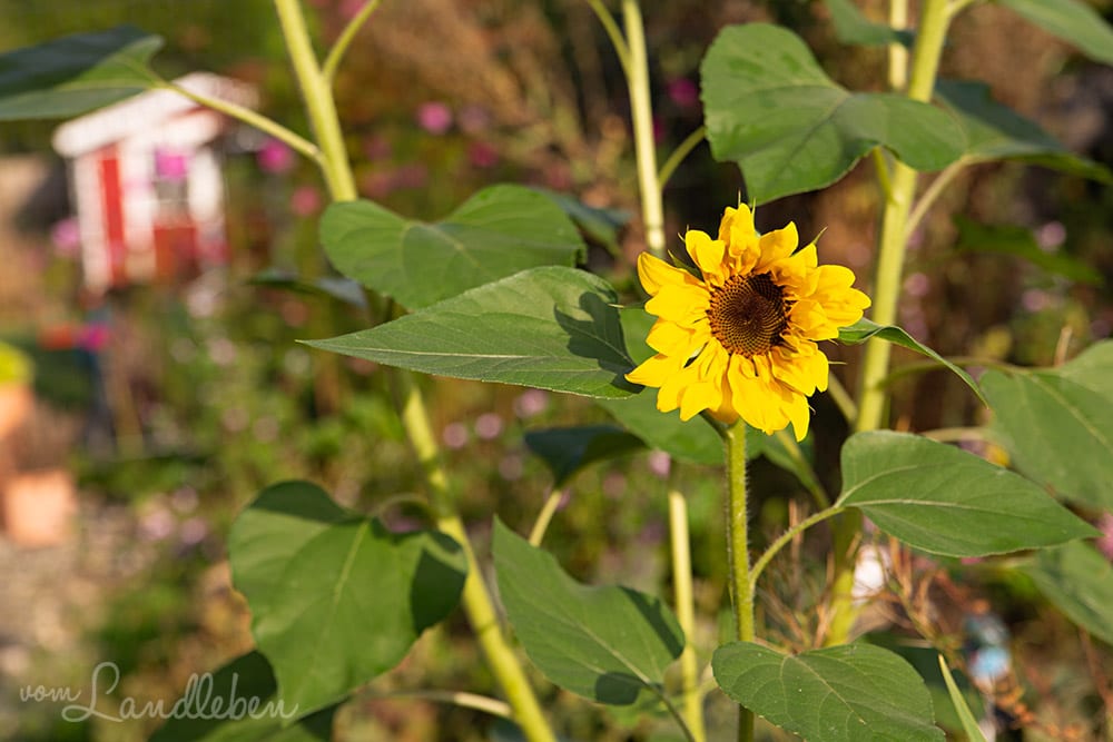 Sonnenblume im September 2018