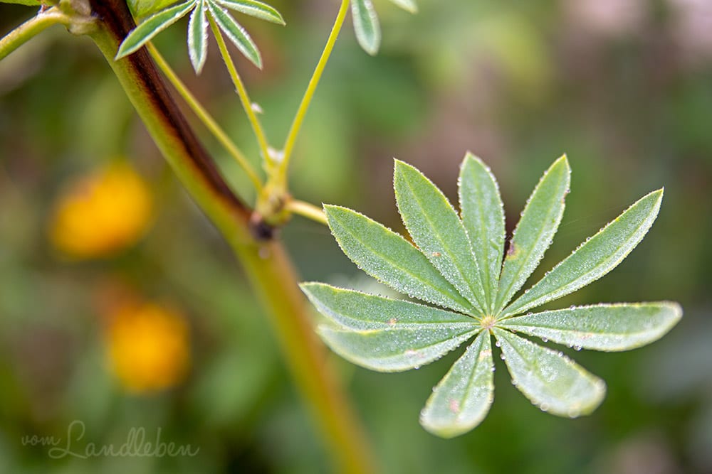 Tau auf den Blättern der Lupinen