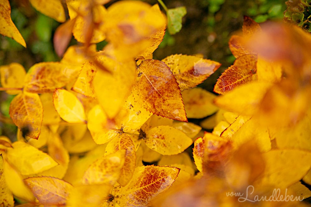 Ballonblume im Herbst