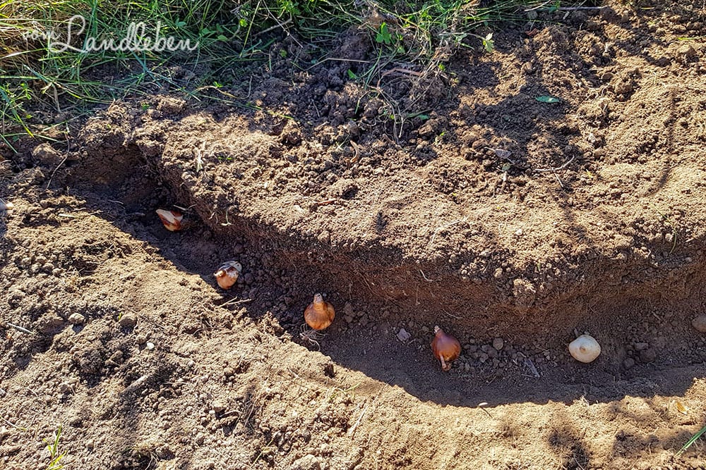 Blumenzwiebeln stecken
